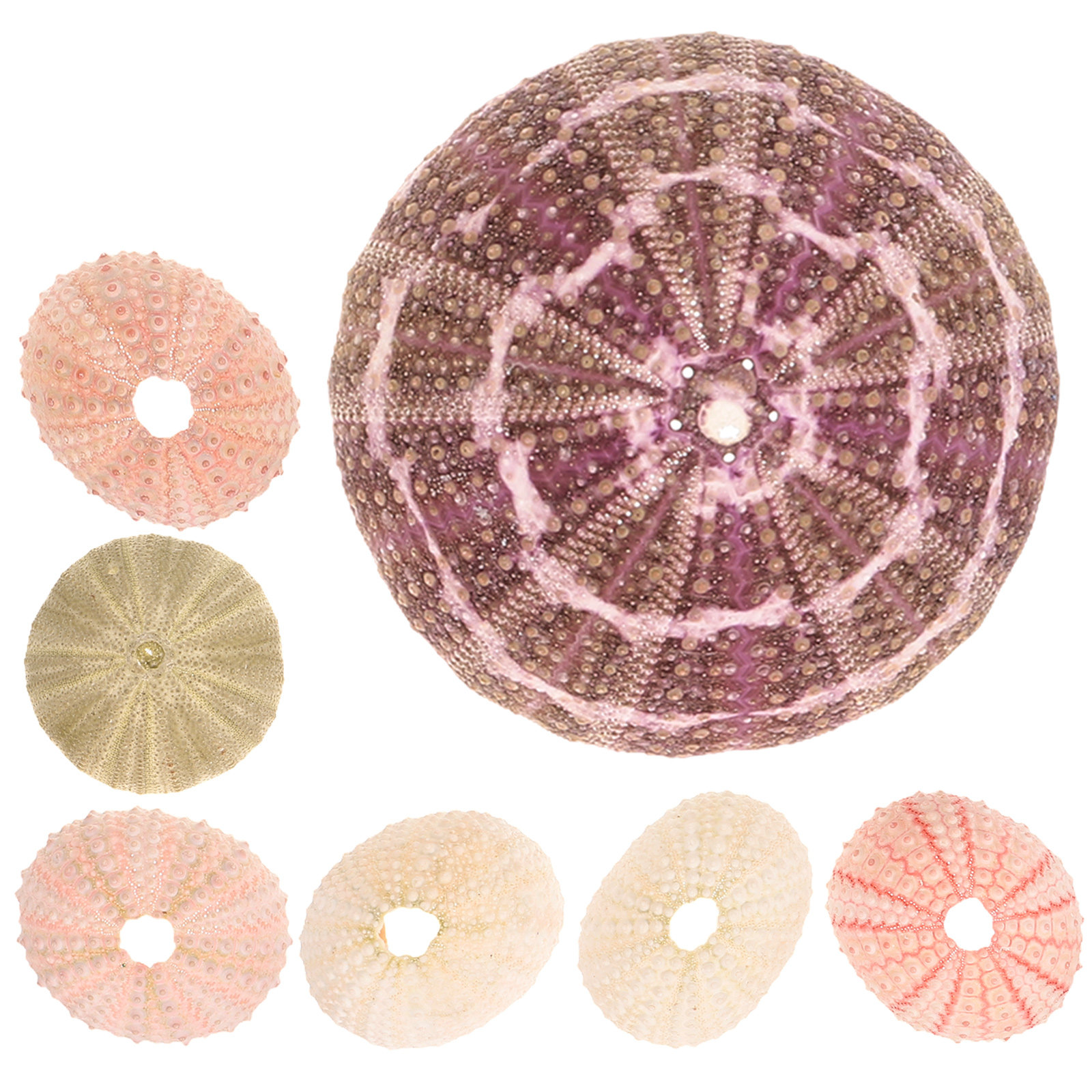 Aquarium Plant Holder - 7Pcs Sea Urchin Shells Decorative Air