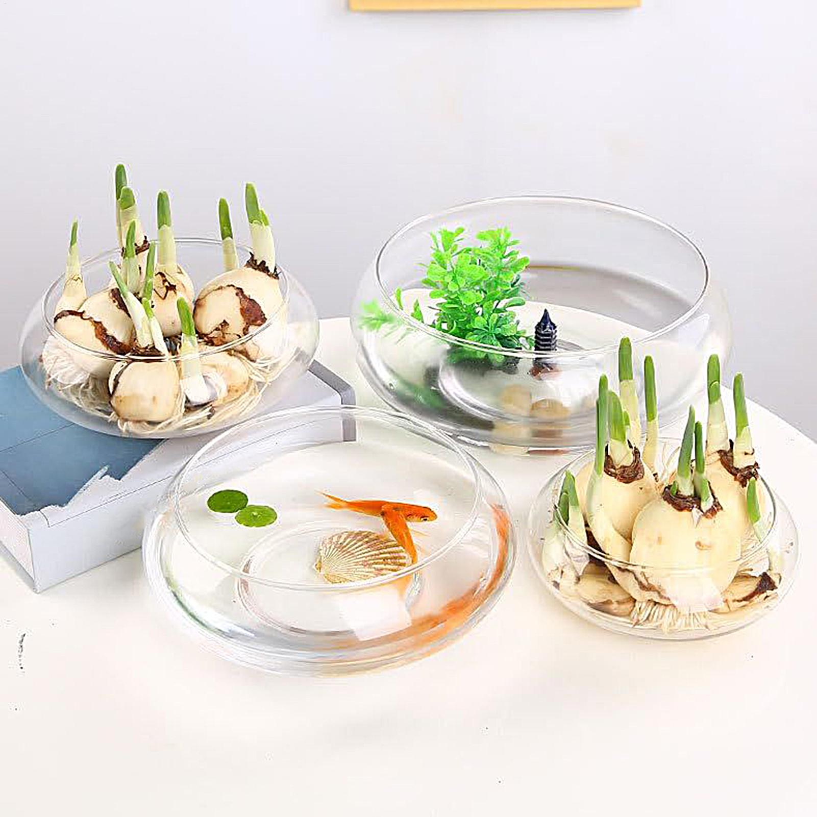 Aquarium Planting - Fish Glass Bowl Glass Large Hydroponics