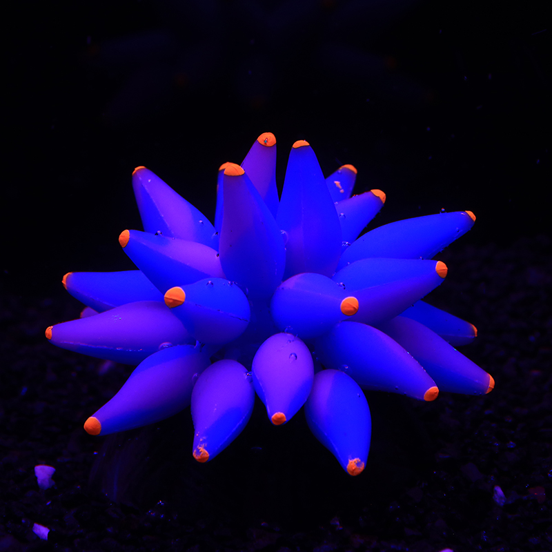 Aquarium Plant Gel - Fluorescent Bubble Coral Luminescence Effect Succulent