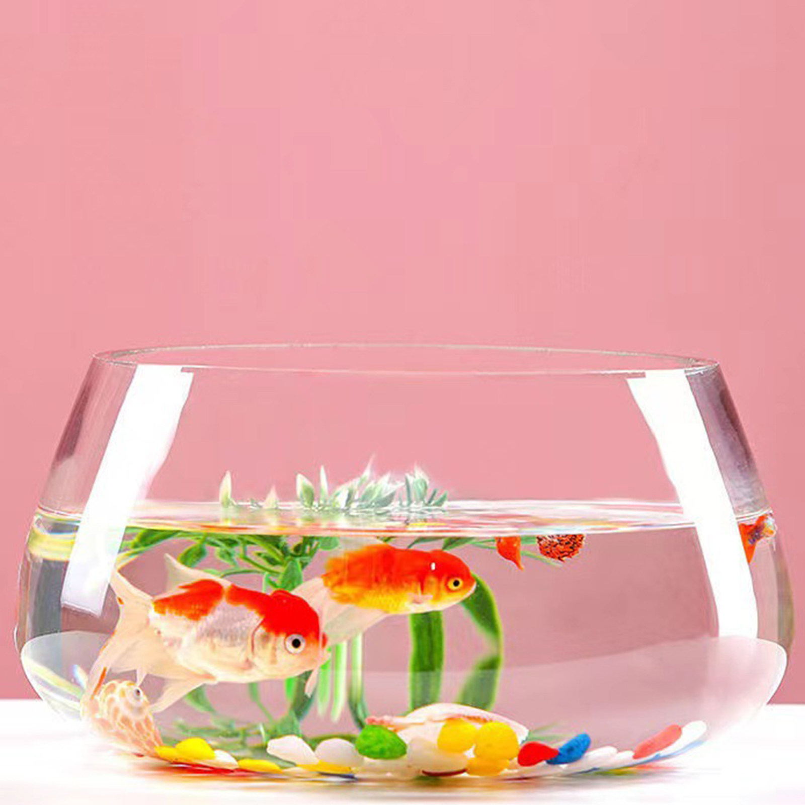 Aquarium Planted Shop - Round Mini Aquarium Transparent Glass Fish