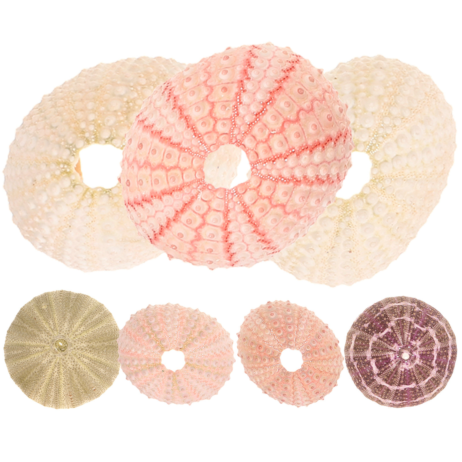 7Pcs Sea Urchin Shells Decorat - Aquarium Plant Holder recension och pris