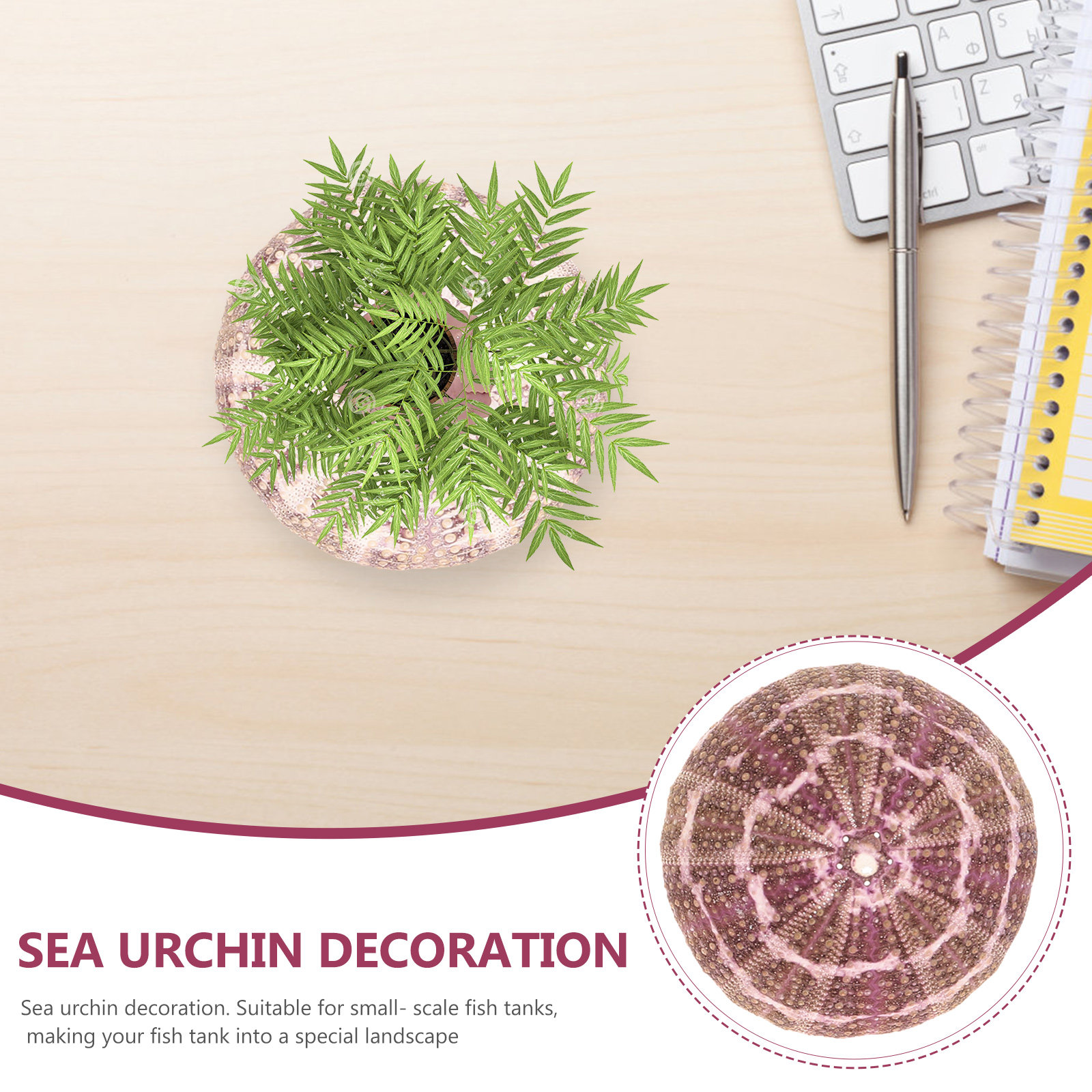 7Pcs Sea Urchin Shells Decorat - Aquarium Plant Holder recension och pris