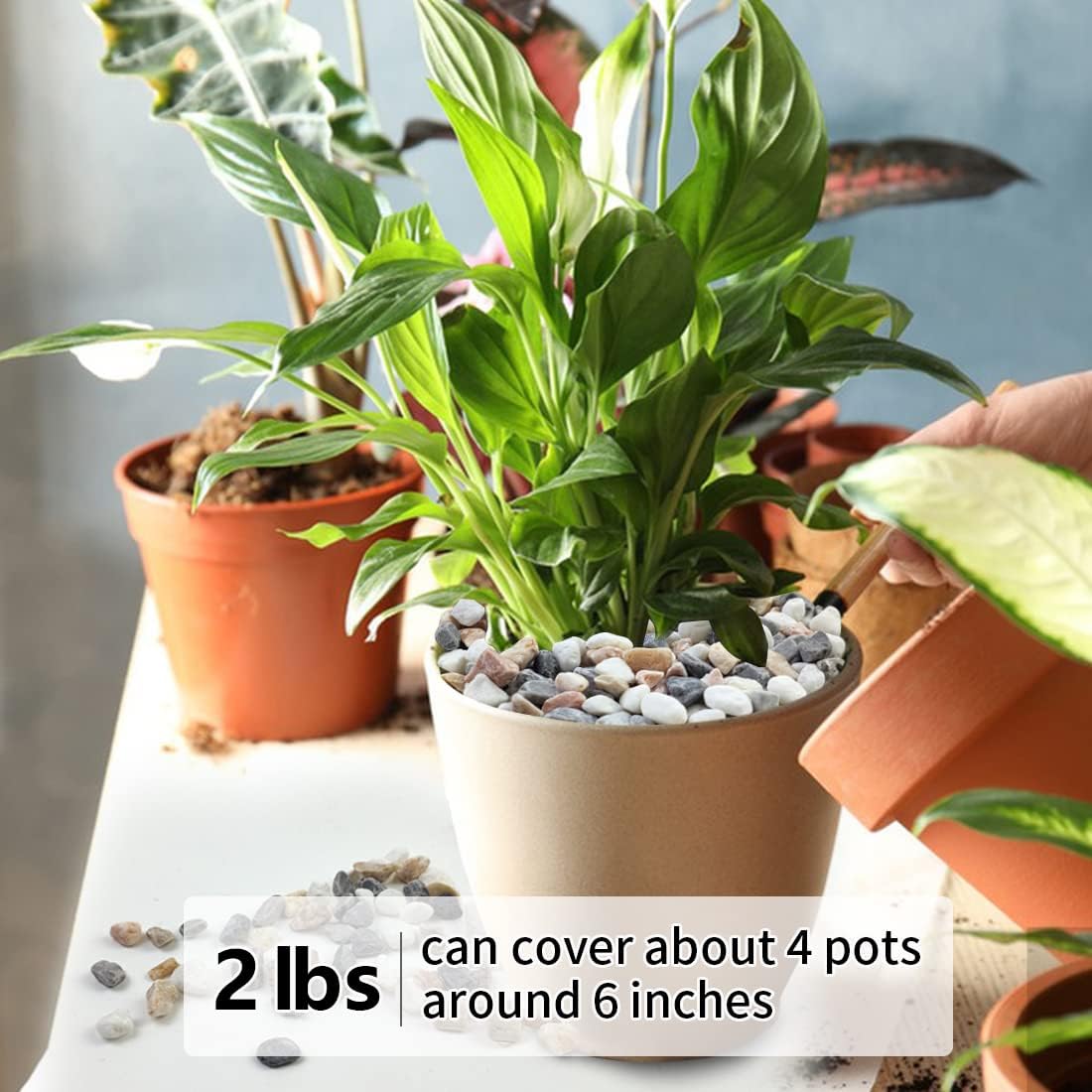 2LB Succulent Gravel Pebbles,  - Aquarium Planting recension och pris