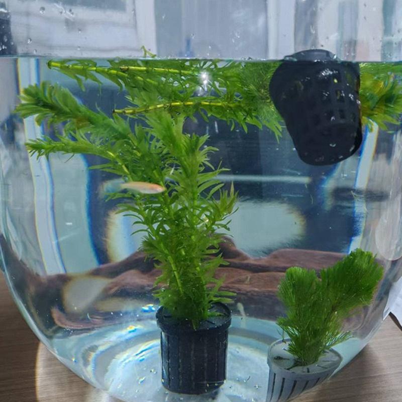 4Pcs Pet Fish Tank Landscaping - Aquarium Planting recension och pris