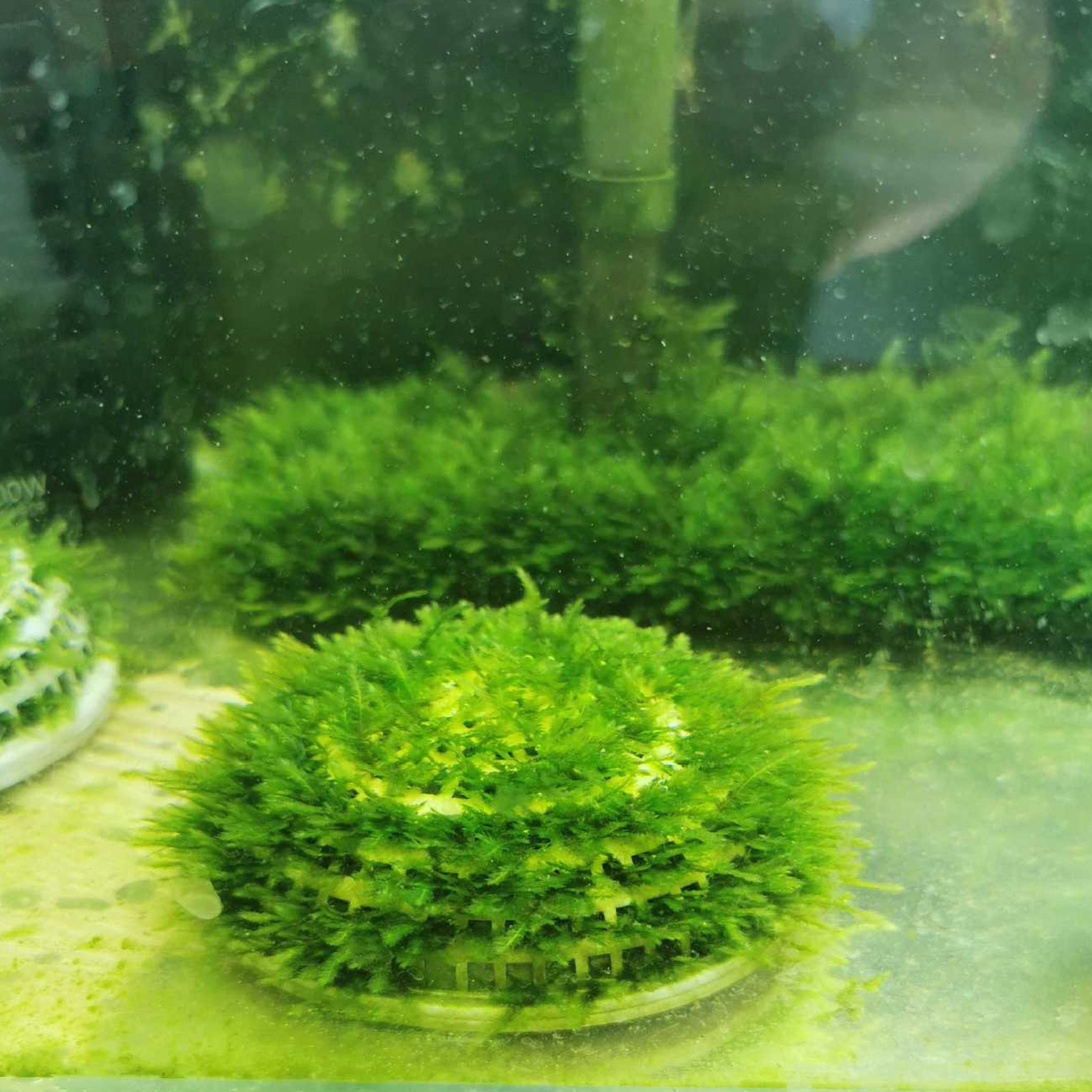 2pcs Moss Breeding Boxes Aquat - Aquarium Plant Holder recension och pris