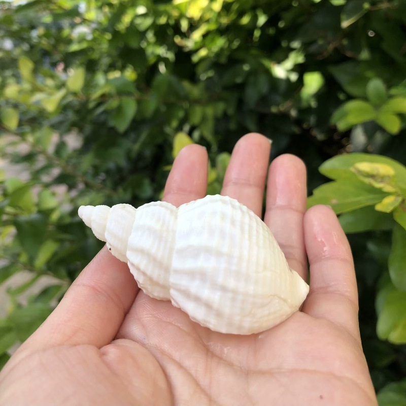 Natural Conch Shell, Peanut Sh - Aquarium Plant Holder recension och pris