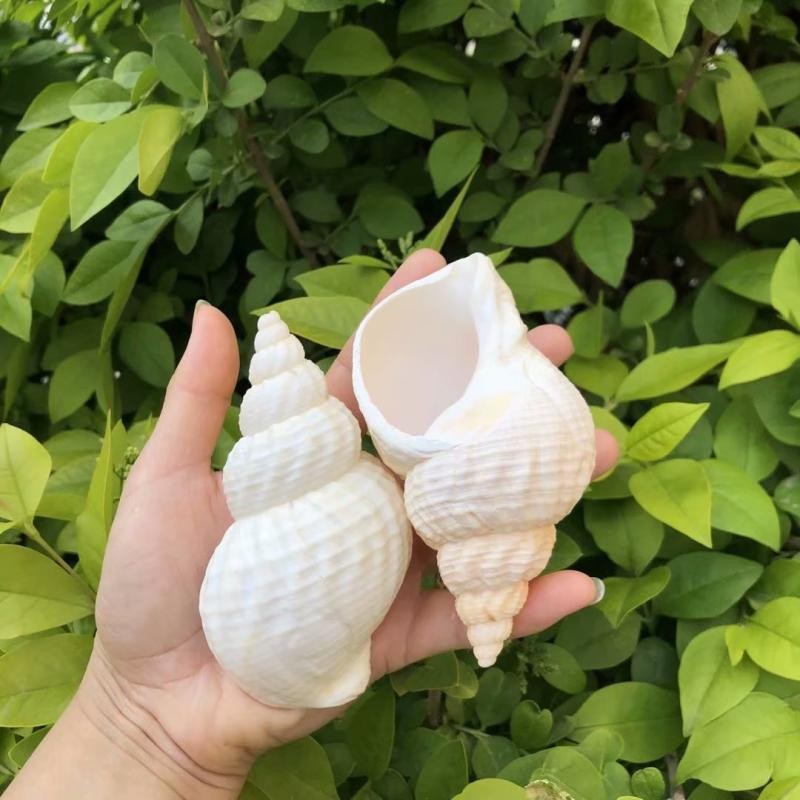 Natural Conch Shell, Peanut Sh - Aquarium Plant Holder recension och pris
