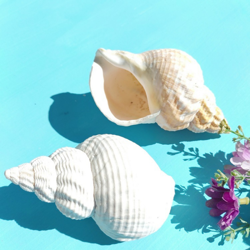 Natural Conch Shell, Peanut Sh - Aquarium Plant Holder recension och pris