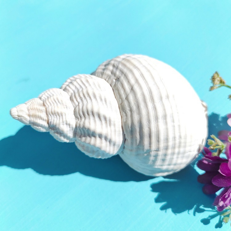 Natural Conch Shell, Peanut Sh - Aquarium Plant Holder recension och pris