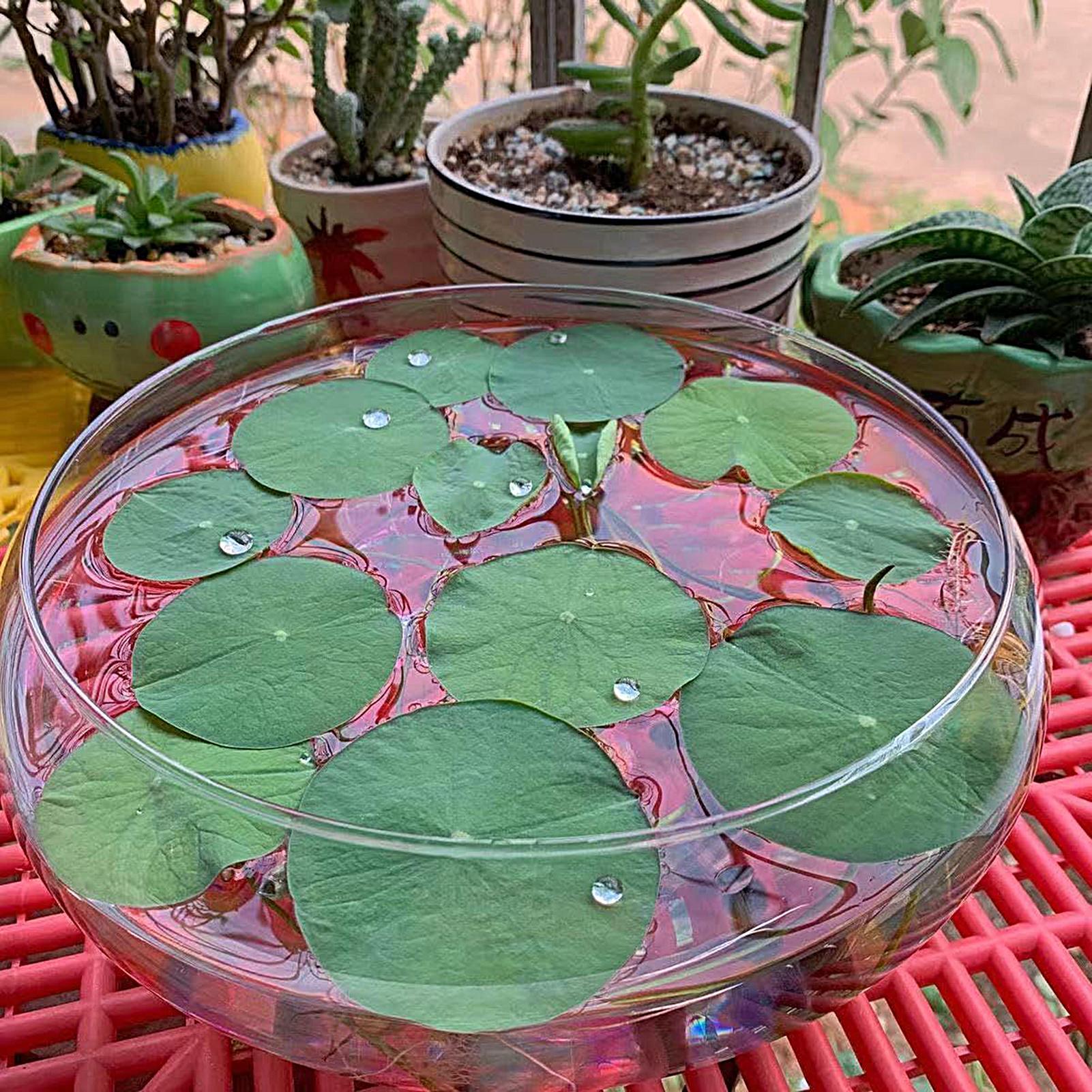 Fish Glass Bowl Glass Large Hy - Aquarium Planting recension och pris