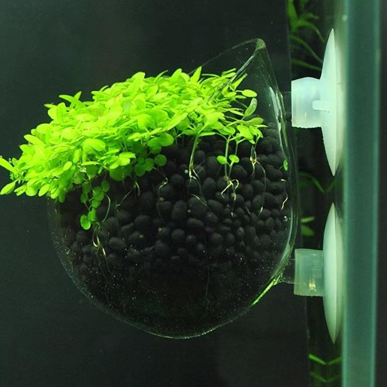 Aquarium Glass Plant Pot with  - Aquarium Plant Gel recension och pris