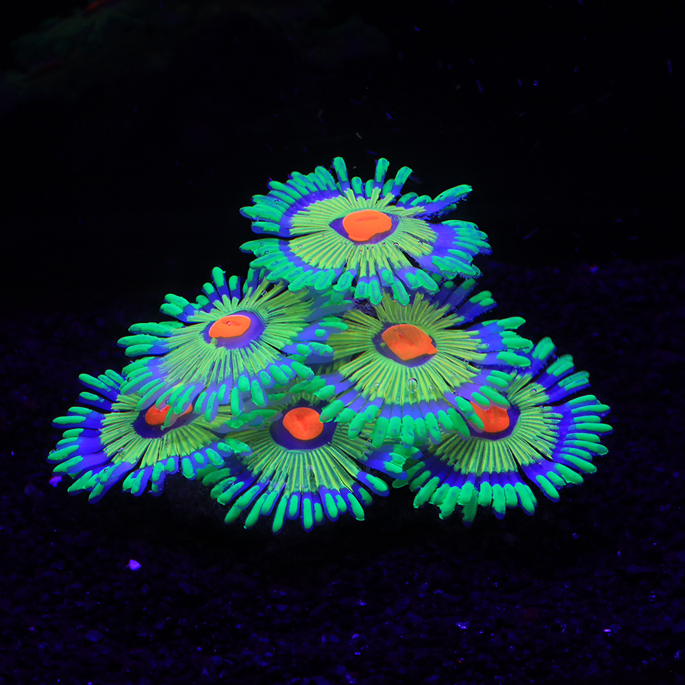 Silicone Simulated Sea Anemone - Aquarium Plant Gel recension och pris