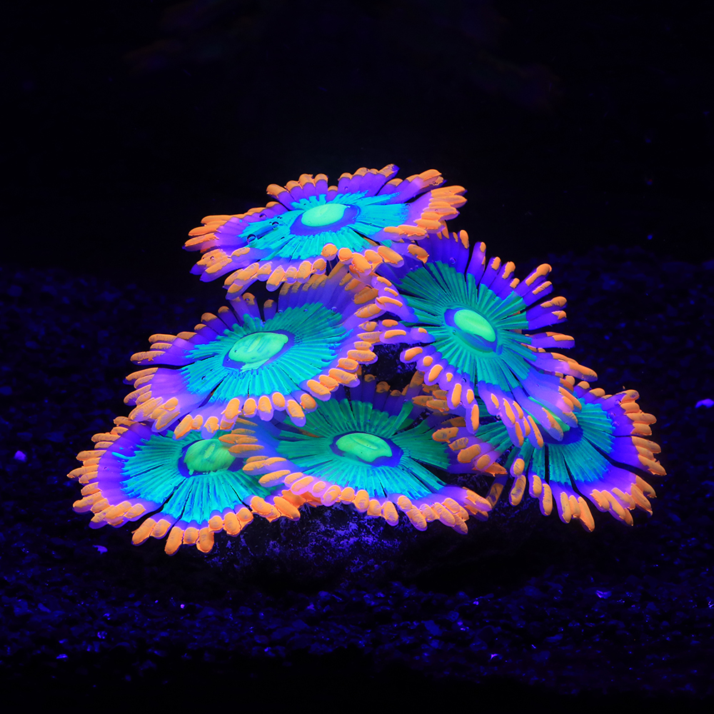 Silicone Simulated Sea Anemone - Aquarium Plant Gel recension och pris